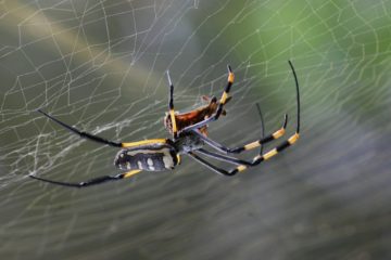 Shocking: If Spiders Worked Together, They Could Eat Humans in a Year