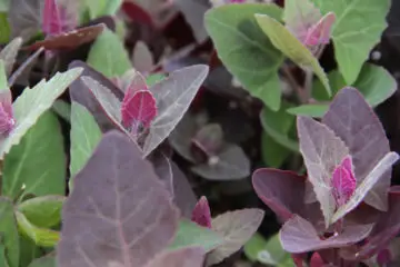Orach, the New Kale? -5 Amazing Reasons Why You Need more of this Healthy Green in Your Diet