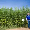 Eco-Friendly Hemp Could Save Us from Oil, Avert Deforestation, Treat Cancer so Why It Is Illegal?