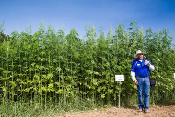 Eco-Friendly Hemp Could Save Us from Oil, Avert Deforestation, Treat Cancer so Why It Is Illegal?