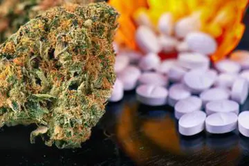 Big Pharma Stands to Lose $18.5 Billion if the 50 States Legalize Medical Cannabis