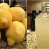DIY Probiotic Lemonade: Strengthens the Immunity & Boosts Gut Health