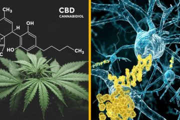 Researchers Have Concluded: Cannabis Eliminates Toxic Alzheimer-Related Brain Protein