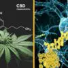 Researchers Have Concluded: Cannabis Eliminates Toxic Alzheimer-Related Brain Protein