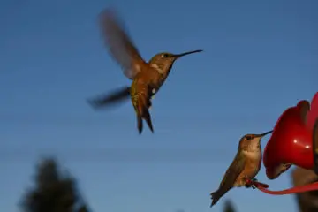 Are We Unknowingly Killing Hummingbirds? Let’s Find Out