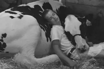Tired Boy & His Cow Fall Asleep on a Farm & Win over the Internet