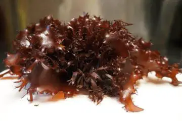 Really? - New Seaweed apparently Tastes like Bacon & It’s Healthier than Kale?
