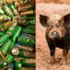 A Boozy Feral Pig Steals Beer, Gets Drunk & Begins a Fight with a Cow!