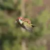 This Baby Weasel Takes a “Magic” Ride on a Woodpecker’s Back: Is this for Real?