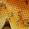 The Amazing Health Benefits of Propolis: It Fights Off everything from Colds to Cancer?