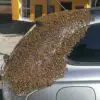 Swarm of Bees Follow a Car for Two Days to Rescue their Queen Trapped Inside