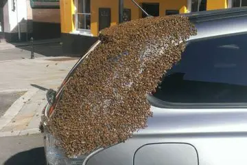 Swarm of Bees Follow a Car for Two Days to Rescue their Queen Trapped Inside