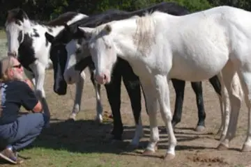 Willie Nelson Rescues 70 Horses from Slaughterhouse & now They Roam Free on His Ranch