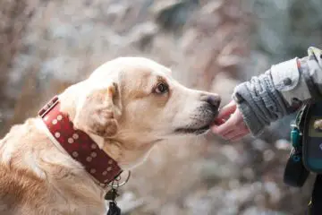 Study Shows: Dogs Can Really Detect Cancer in Humans with 97 % Precision
