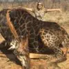 Female Hunter Facing Backlash because of Killing Rare Black Giraffe