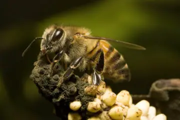 Bees: The most Invaluable Species?