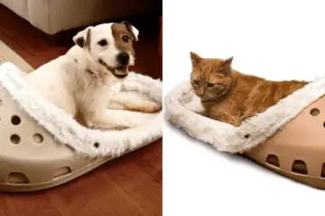 If Your Pet Loves Slippers, You Can Now Buy them Giant Shoe-Like Bed