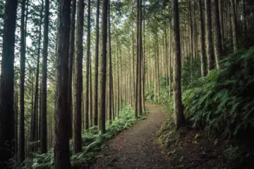 Forest Bathing: a Japanese Practice that Helps You Lead a Healthier Life