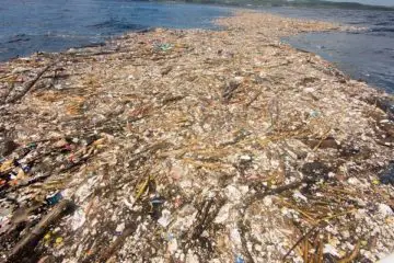 ‘Sea of Plastic’ Found in the Caribbean Is Choking Wildlife