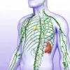 Best Natural Methods to Activate Your Lymphatic System & Strengthen Your Immunity
