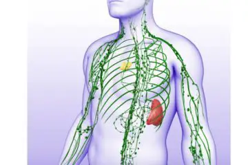 Best Natural Methods to Activate Your Lymphatic System & Strengthen Your Immunity