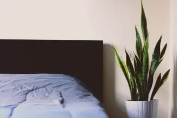 Place a Snake Plant in Your Bedroom to Help with Insomnia, Asthma & Pet Allergies