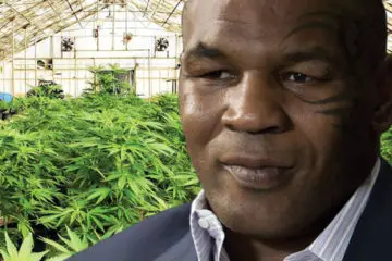 Mike Tyson’s 400-Acre Cannabis Resort Looks Out of this World: Check It Out Here