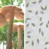 Could the Plastic-Eating Mushroom Help Solve the Plastic Waste Problem?