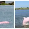 Almost Extinct Pink Dolphin Gives Birth to a Pink Calf