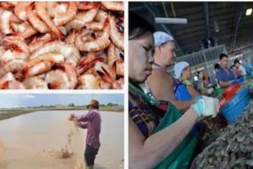 Is 90 % of the Shrimp We Eat really Coming from Toxic Asian Sewage Ponds?