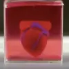 Amazing Achievements: Scientists Create the First 3D Heart in the World
