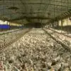 USDA Organic: Million Hens Filling Barns at Three per Square Foot