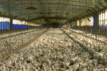 USDA Organic: Million Hens Filling Barns at Three per Square Foot