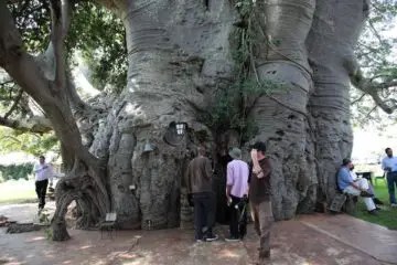 The Tree of Life: a 2000-Year-Old Baobab Tree Found in South Africa