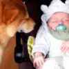 It Will Make Your Day: Dog Has the Cutest Reaction to His Humans Bringing their Newborn Home