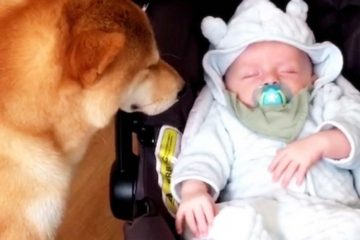 It Will Make Your Day: Dog Has the Cutest Reaction to His Humans Bringing their Newborn Home