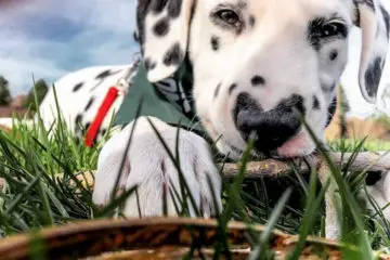 This Is Wiley, the Cutest Dalmatian with a Heart-Shaped Nose