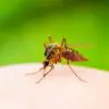 A Mosquito-Borne Virus Linked with Brain Swelling Detected in Florida