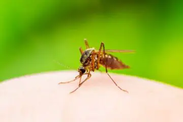 A Mosquito-Borne Virus Linked with Brain Swelling Detected in Florida