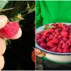 Yummy & Healthy: Learn How to Grow Baskets of Raspberries in Your Own Garden