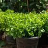 Watercress: Learn How to Grow this Nutrient-Dense Plant in Your Garden
