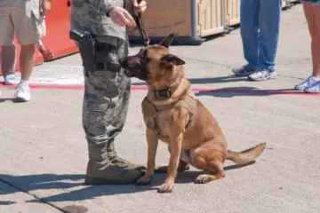You Can Now Adopt Retired Military Dogs at Joint Base San Antonio-Lackland