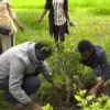 Ethiopia Plant 350 Million Trees & Break World Record