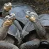 Baby Tortoises Found On Galapagos Island For First Time In Over 100 Years
