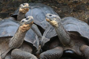 Baby Tortoises Found On Galapagos Island For First Time In Over 100 Years