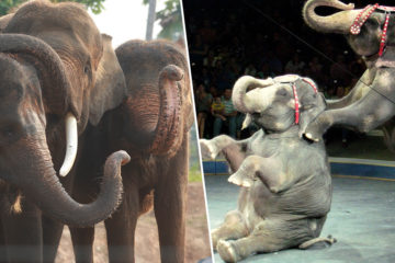 Animal Love: Denmark Buys the Last Circus Elephants to Let Them Retire