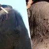 Tourists Being Urged to Avoid Riding Elephants in Thailand after Horrible Photos Appear