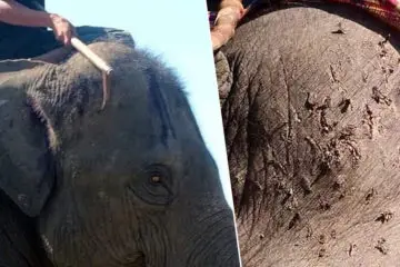 Tourists Being Urged to Avoid Riding Elephants in Thailand after Horrible Photos Appear