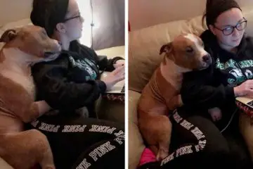 This Woman Adopts a Pit Bull from a Shelter & He Can’t Stop Hugging Her