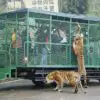 This ZOO Puts People in Moving Cages while the Animals Roam Free
